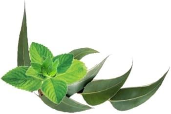 Peppermint Eucalyptus Herbal